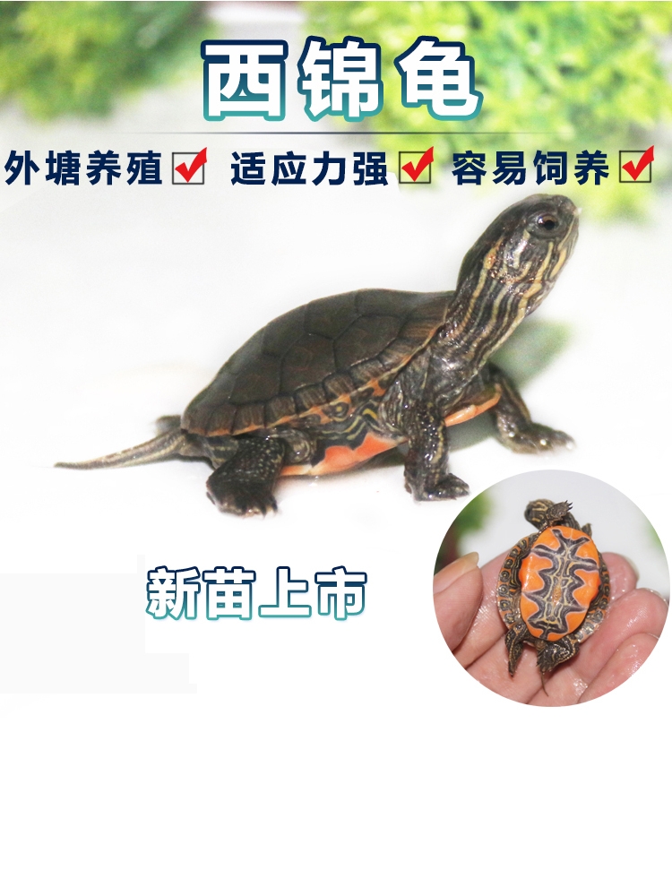 包邮西锦龟活体北美西部锦龟深水观赏宠物小乌龟苗巴西锦长寿水龟|msdalam kategori haiwan peliharaan/makanan haiwan dan bekalan, Aquarium World, penyu/penyu - dari Buy2taobao.com untuk memberikan perkhidmatan ejen Taobao profesional membeli