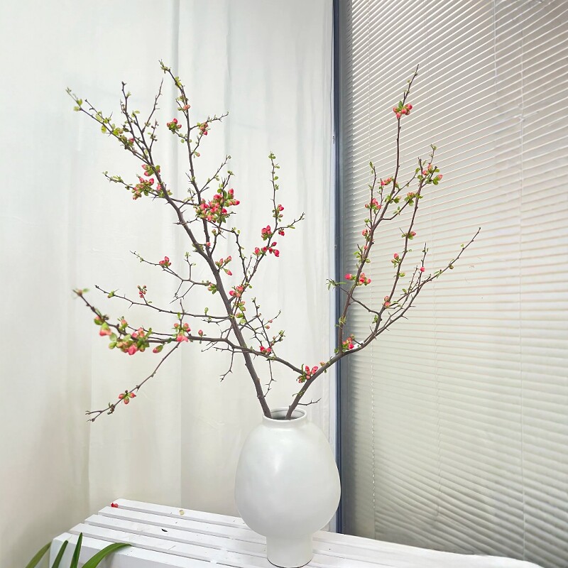 海棠垂丝贴梗西府鲜切花枝条木本水培插花室内梨花玉兰腊梅白粉色