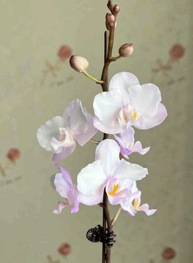 Phal. Lius Sakura KF 刘氏樱花蝴蝶兰/仙女花/梦幻粉色花3寸苗