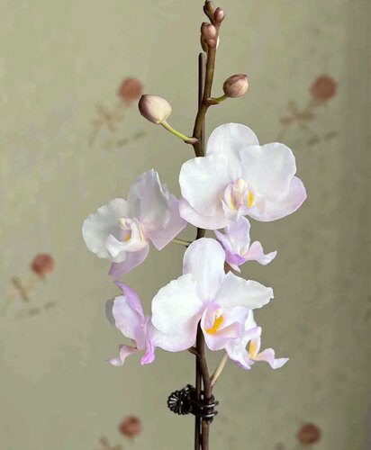 Phal. Lius Sakura KF 刘氏樱花蝴蝶兰/仙女花/梦幻粉色花3寸苗