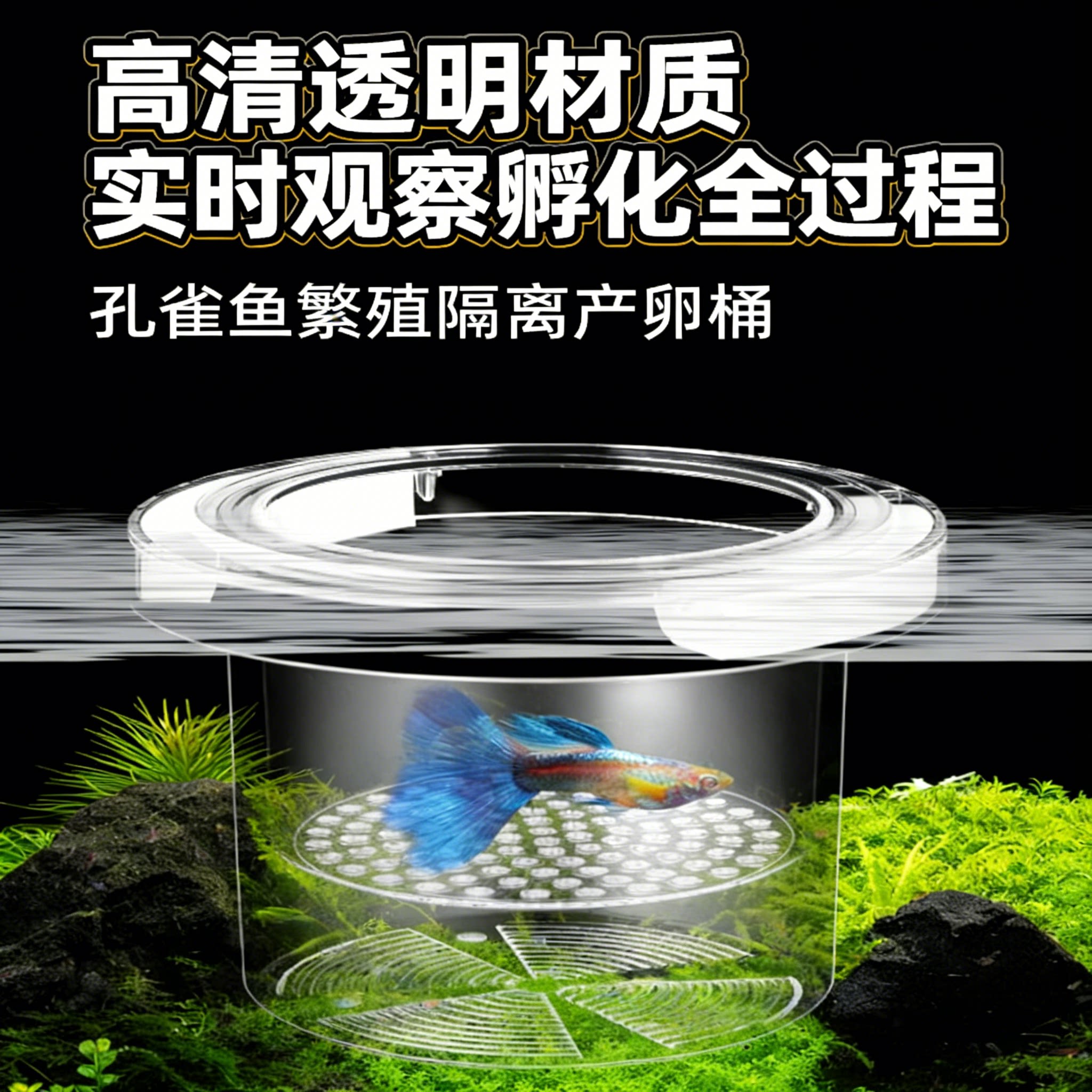 小鱼繁殖隔离盒孔雀鱼孵