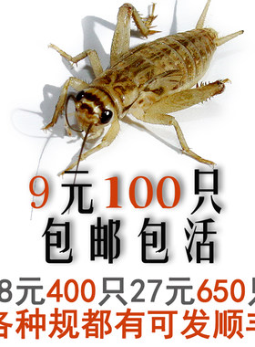 蛐蛐 蟋蟀活物 白蛐蛐 活体饲料 鱼鸟爬虫鸟食马蜂活食包邮包活