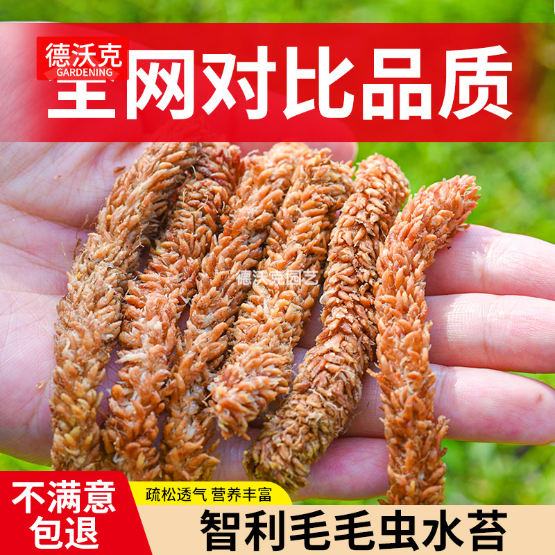 进口智利七星毛毛虫水苔蝴蝶兰专兰花干苔藓植料专用5kg