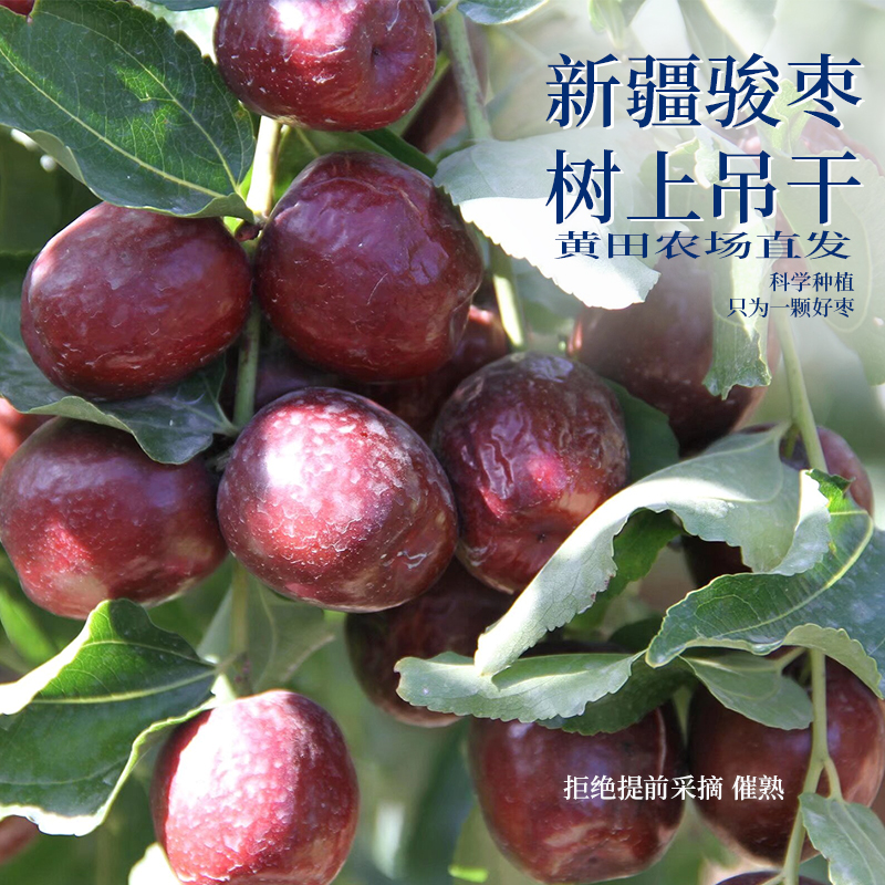 新疆特产和田哈密骏枣免即食洗枣煲汤红枣泡茶煮粥黄田农场枣正宗