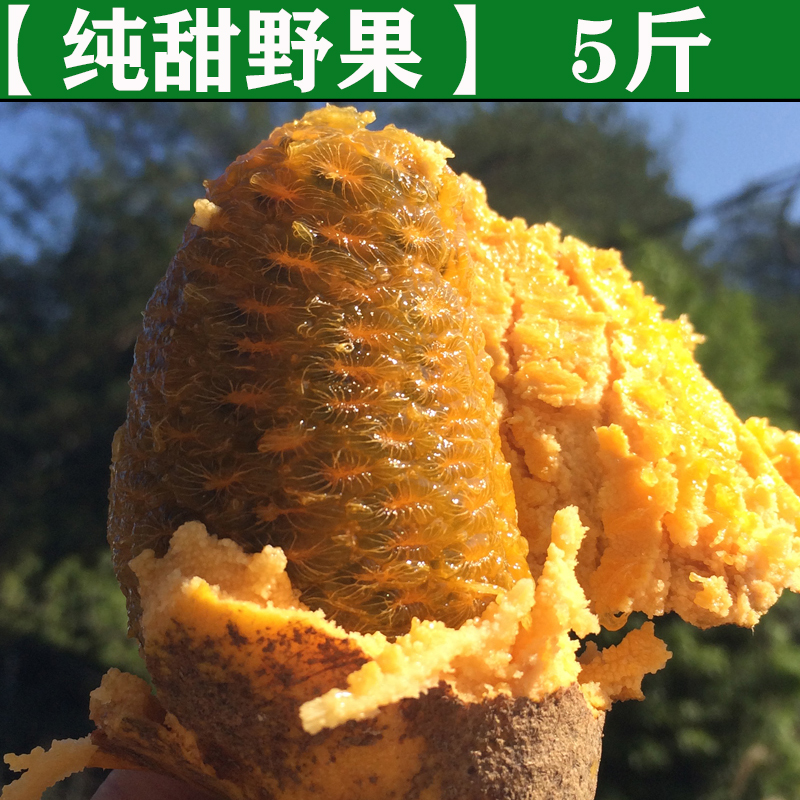 【野果九月黄】5斤现摘野生牛卵坨拿腾包野香蕉牛哈卵马腾八月瓜