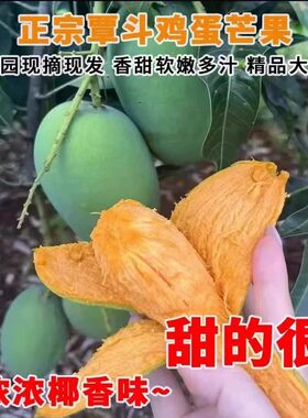 【现摘现发】产自覃斗的鸡蛋芒果椰香芒广东湛江雷州精品大果