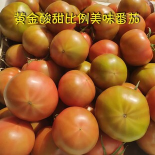河田季产自海阳的黄筋柿子孕妇酸甜新鲜西红柿有机种植自然熟