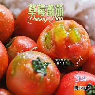 草莓西红柿新鲜自然熟生吃绿腚番茄产自东北当季盐碱地水果