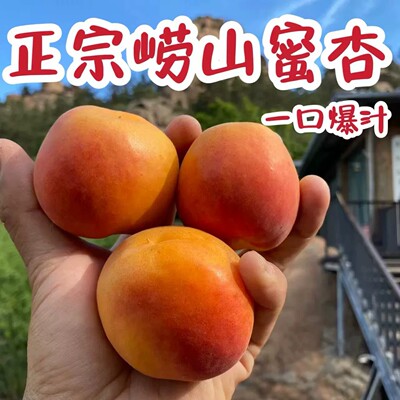 新鲜山东大红杏崂山水蜜杏甜杏黄杏现摘现发新鲜水果杏子包邮
