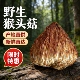 正宗纯野生小猴头菇干货深山采摘新货可打粉250g原生态好食材