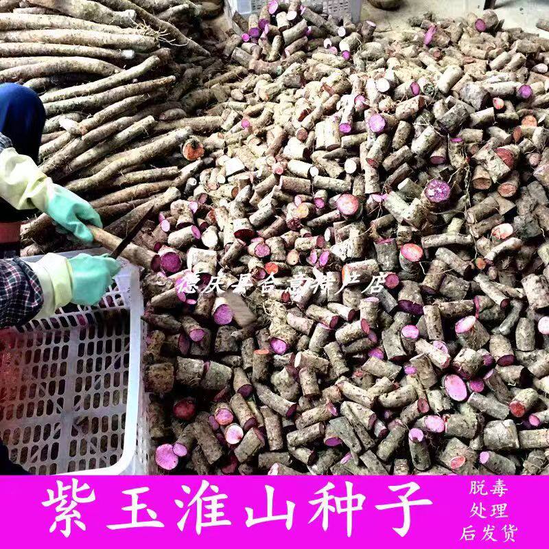 德庆紫玉淮山种子 粉糯紫淮山种苗长山药种段脱毒处理后发货包邮
