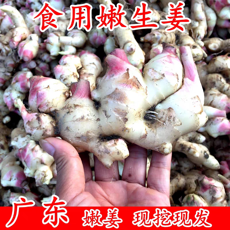 德庆现挖当季新鲜嫩姜农家直销
