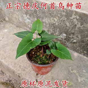 何首乌种苗 德庆首乌盆栽乌发中药材盆造型绿植原杯原泥发货包邮