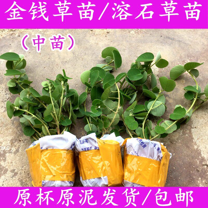 广金钱草种苗溶石排石中草药