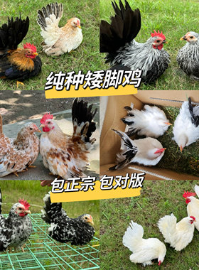 泰国矮脚鸡白桂黑银森林黄小型宠物鸡观赏鸡