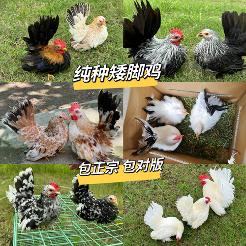 泰国矮脚鸡白桂黑银森林黄小型宠物鸡观赏鸡