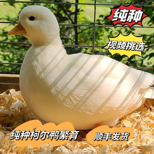 正宗s级赛级柯尔鸭科尔鸭宠物网红鸭可达鸭幼崽小黄鸭小苗青年
