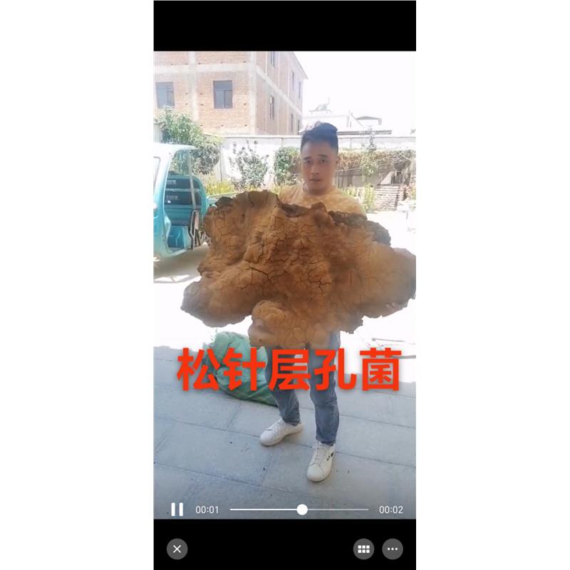 野生松针层孔菌云南野生灵芝桑黄松黄中药材整枝切片松针桑黄正品