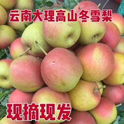 梨子云南大理红雪梨红肖梨红甜梨子冬雪梨秋梨新鲜水果现摘