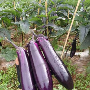 紫皮茄子云南露天老品种长茄子农户种植不打农药自然成熟现摘包邮