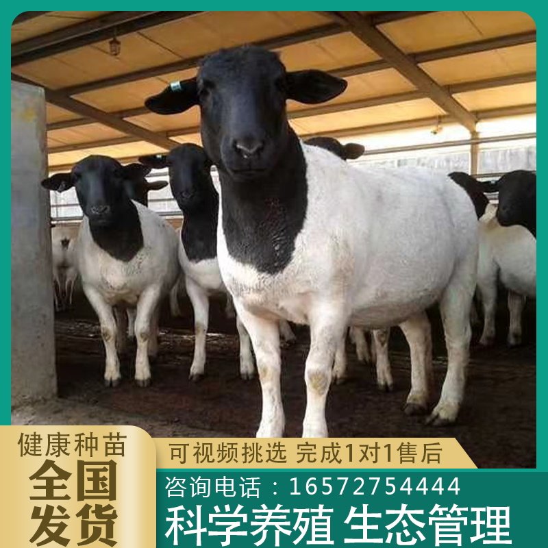 纯种黑头杜泊绵羊杜泊羊种青年头胎二胎怀孕种母羊活体公羊养殖