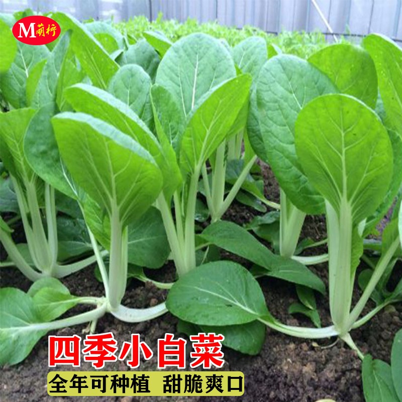 四季小白菜种子客家甜白菜种籽本土农家菜园青菜阳台盆栽蔬菜种孑