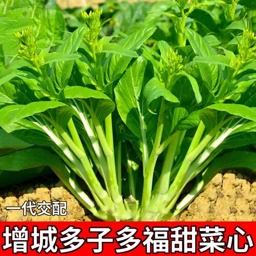 增城多子多福甜菜心种子