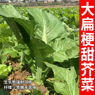 大芥菜种子扁梗甜芥菜种籽酸菜种子高产大叶青菜秋季四季蔬菜种孑