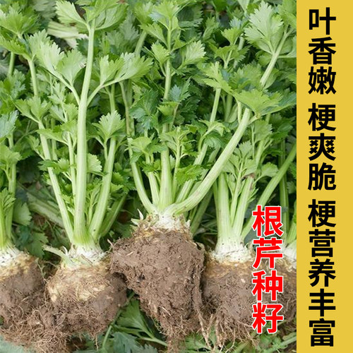 根芹种籽根洋芹球根芹菜