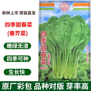 四季甜春菜种子小芥菜种子大叶潮州春菜籽种青菜菜籽蔬菜种孑籽子