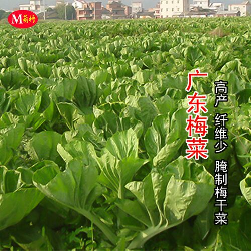 农家广东芥菜秋季种子