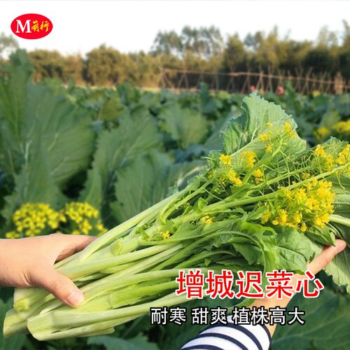 农家增城迟菜心甜多笋四季种子