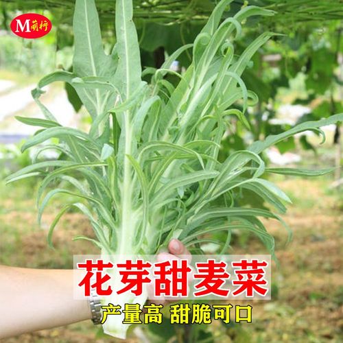 花芽甜麦菜种子南方四季苦唛菜种籽高产阳台盆栽农家菜园蔬菜种孑 - 封面