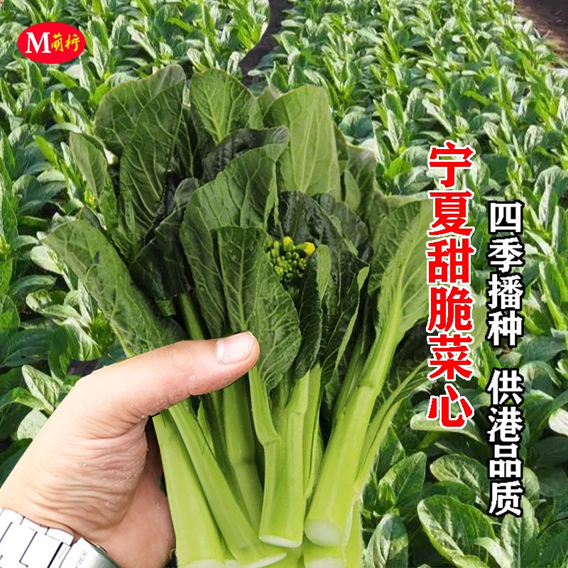 宁夏甜脆菜心种子四季播速生油菜心种籽青菜种孑耐热农家蔬菜种子-封面