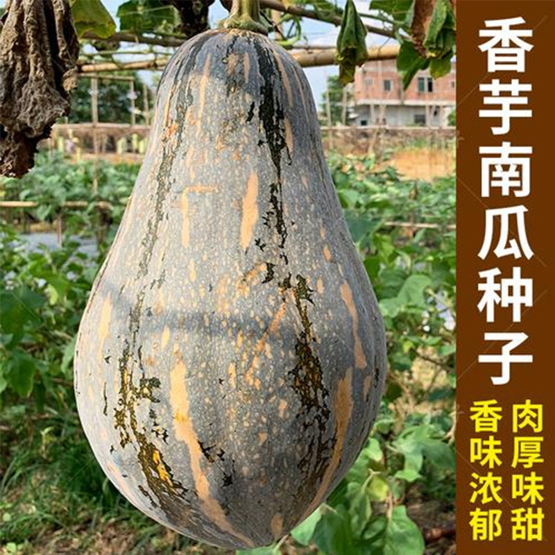 香芋南瓜种子甜糯小南瓜种籽蜜本南瓜粉甜南瓜农家菜园蔬菜种子孑,鲜花速递/花卉仿真/绿植园艺,家庭园艺种子,淘宝优惠券,粉丝福利购,淘宝优惠卷