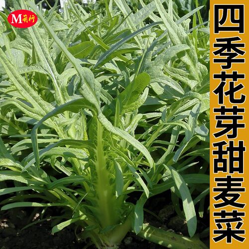 四季花芽甜麦菜种籽春季播