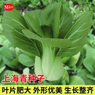 易种阳台菜园高产 原种上海青种籽蔬菜种籽孑鸡毛菜青菜小白菜四季