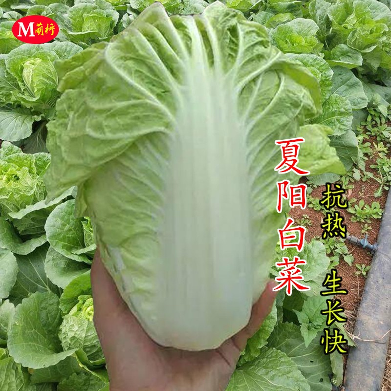 包心夏阳白大白菜种子50天结球