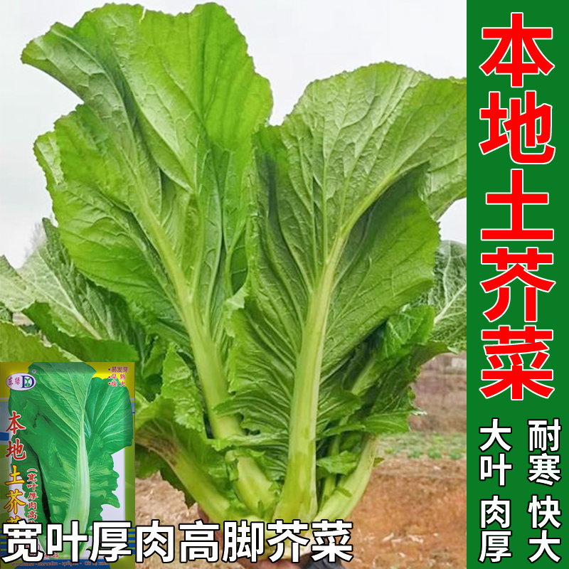 客家大叶芥菜种籽腌制酸菜