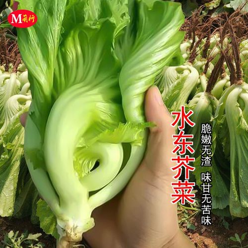 蔬菜水东种鸡心甜灯笼四季芥菜