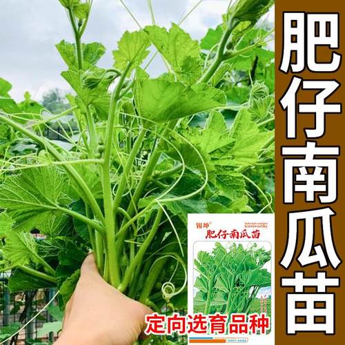 专吃南瓜尖种籽南瓜苗种子