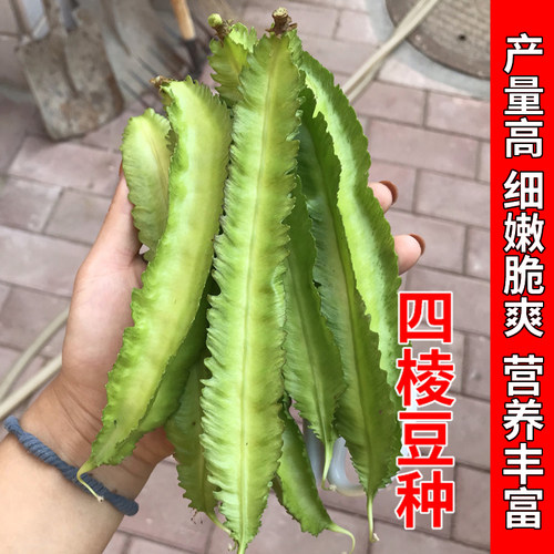 四棱豆种子豆角四角皇帝豆