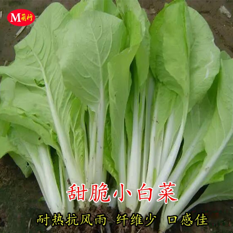 甜脆小白菜种子耐热抗风雨白梗青菜种籽阳台盆栽菜园农家蔬菜种孑