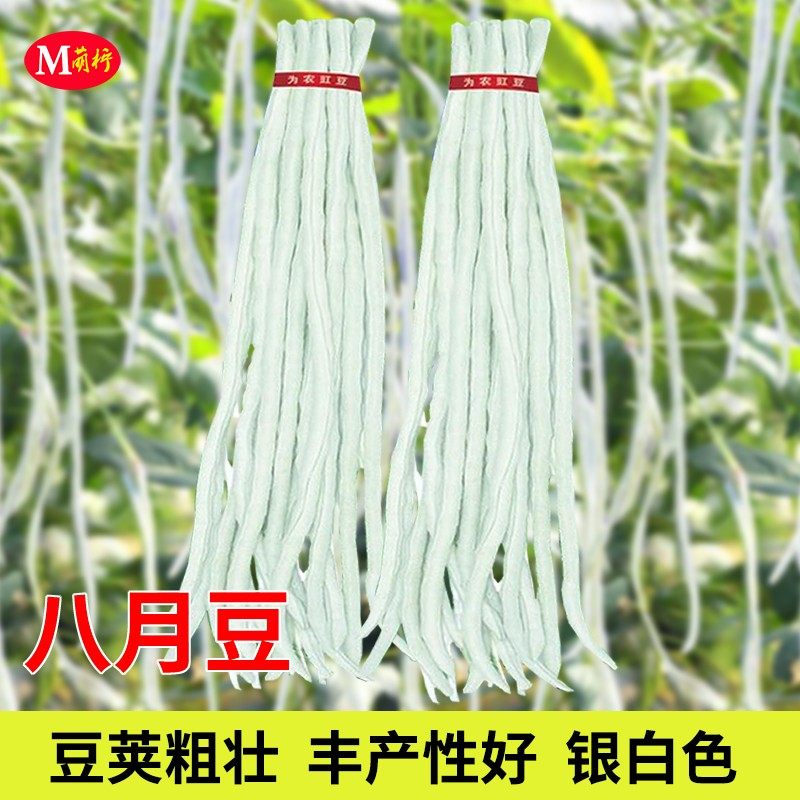 八月白豆角种籽高产珠仔豆架豆