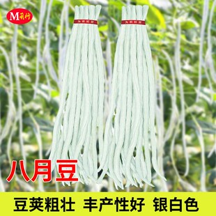 八月白豆角种籽高产珠仔豆架豆厚肉白豇豆种籽春秋季阳台蔬菜种孑
