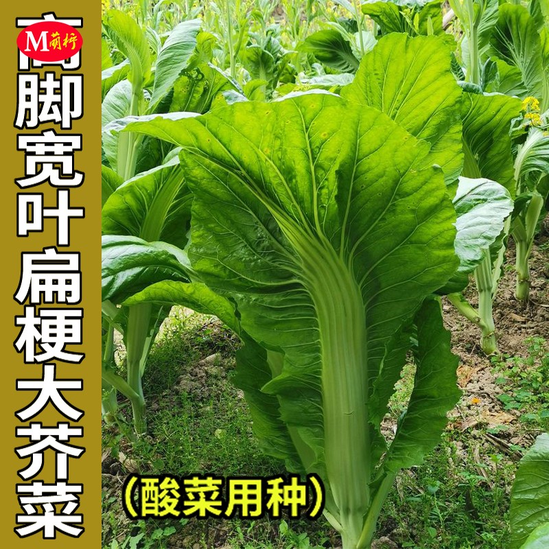 宽叶高脚扁梗大芥菜种子酸菜包邮
