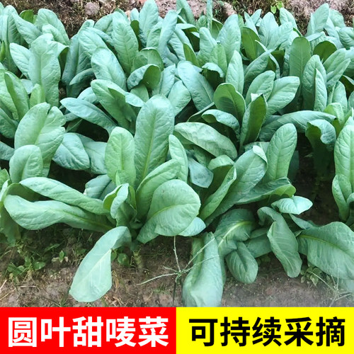圆叶甜唛菜种子四季蔬菜苗