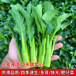 宁夏菜心种子种籽无渣尖叶菜心菜种籽四季菜籽菜心菜种籽蔬菜种孑