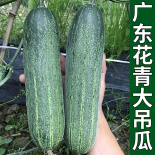 广东花青大吊瓜种子苗秧大黄瓜青瓜种籽菜苗春秋季播蔬菜种苗孑籽