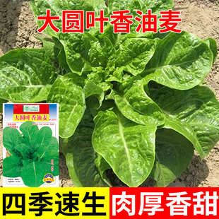 油麦菜种子种籽大圆叶香油麦种籽春秋四季农家菜园庭院蔬菜种子孑